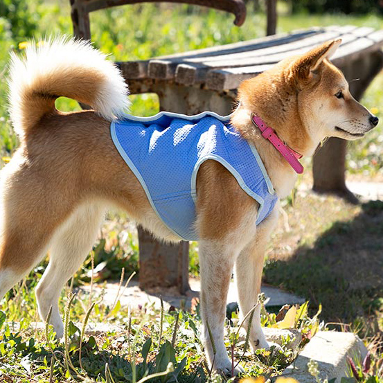 Väike jahutusvest lemmikloomadele